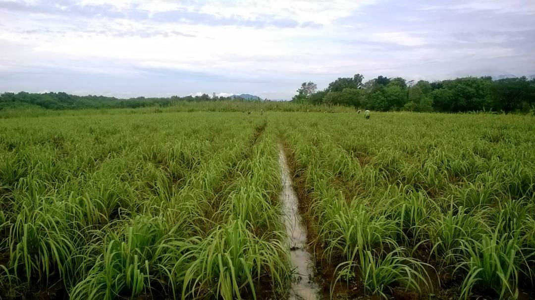 Crowdfunding Kerjasama Penanaman Sereh/Serai Wangi dan Penyulingan Minyak Atsiri