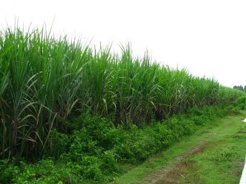 Kerjasama Pengolahan Lahan