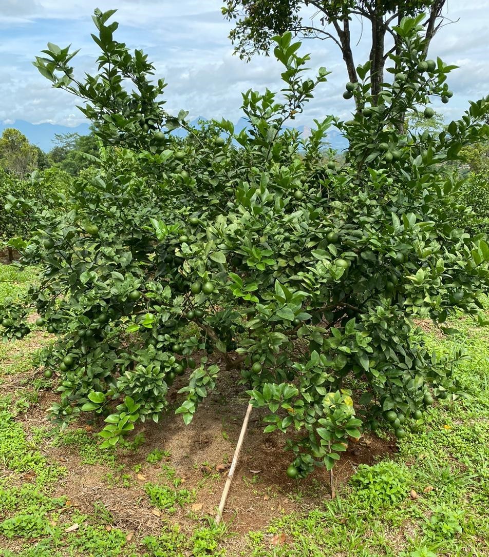 jeruk lemon