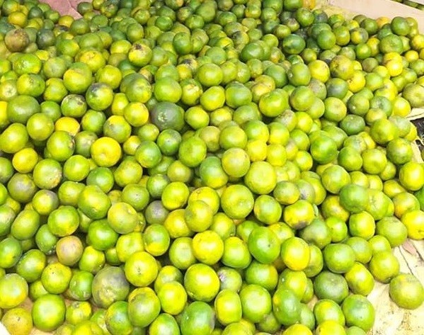 Jeruk Madu Kerinci
