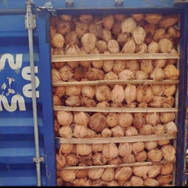 Dibeli kelapa tua rutin kirim kontainer