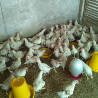menjual ayam pejantan