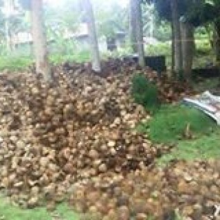 KERJASAMA PEMBUATAN ARANG BATOK KELAPA PREMIUM
