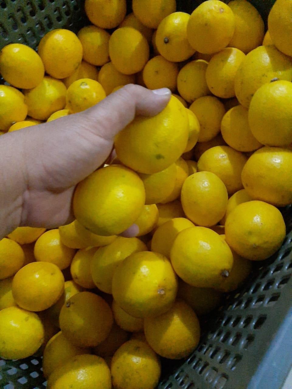 Lemon California 