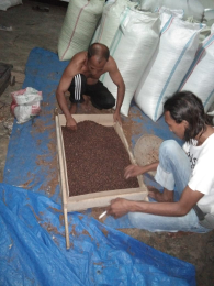 Jual cengkeh kering murah kualitas super dalam jumlah banyak