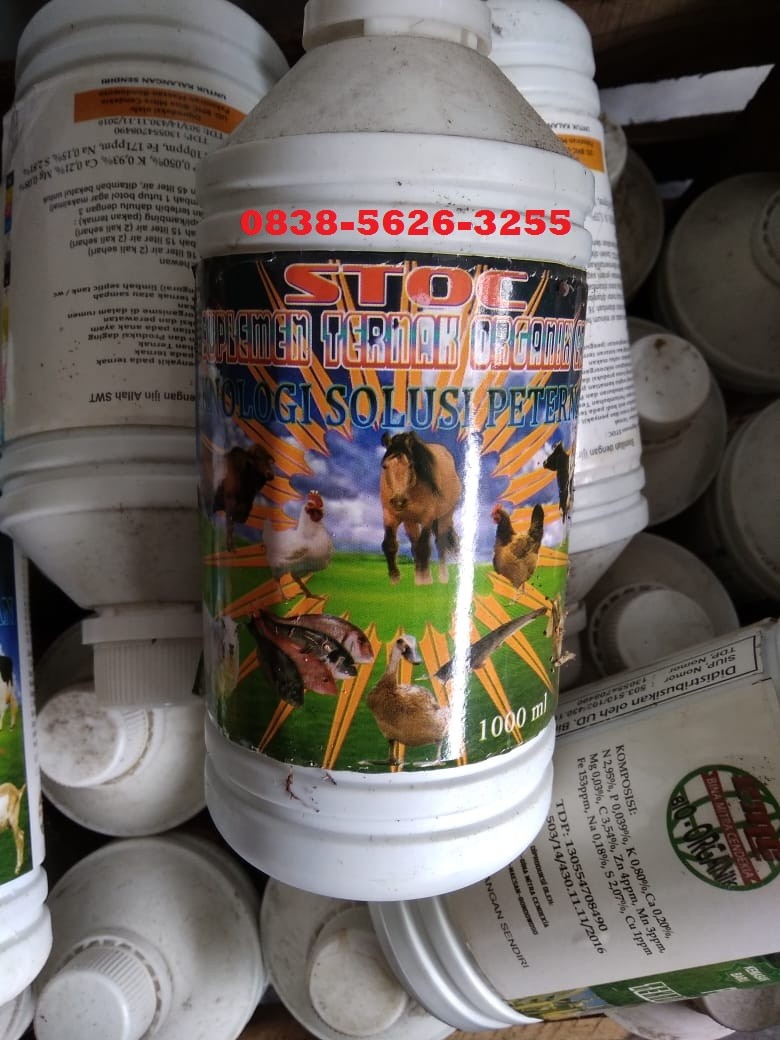 Agen untuk Probiotik pakan ternak STOC atau suplemen ternak organik cair
