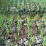 Cari mitra investor