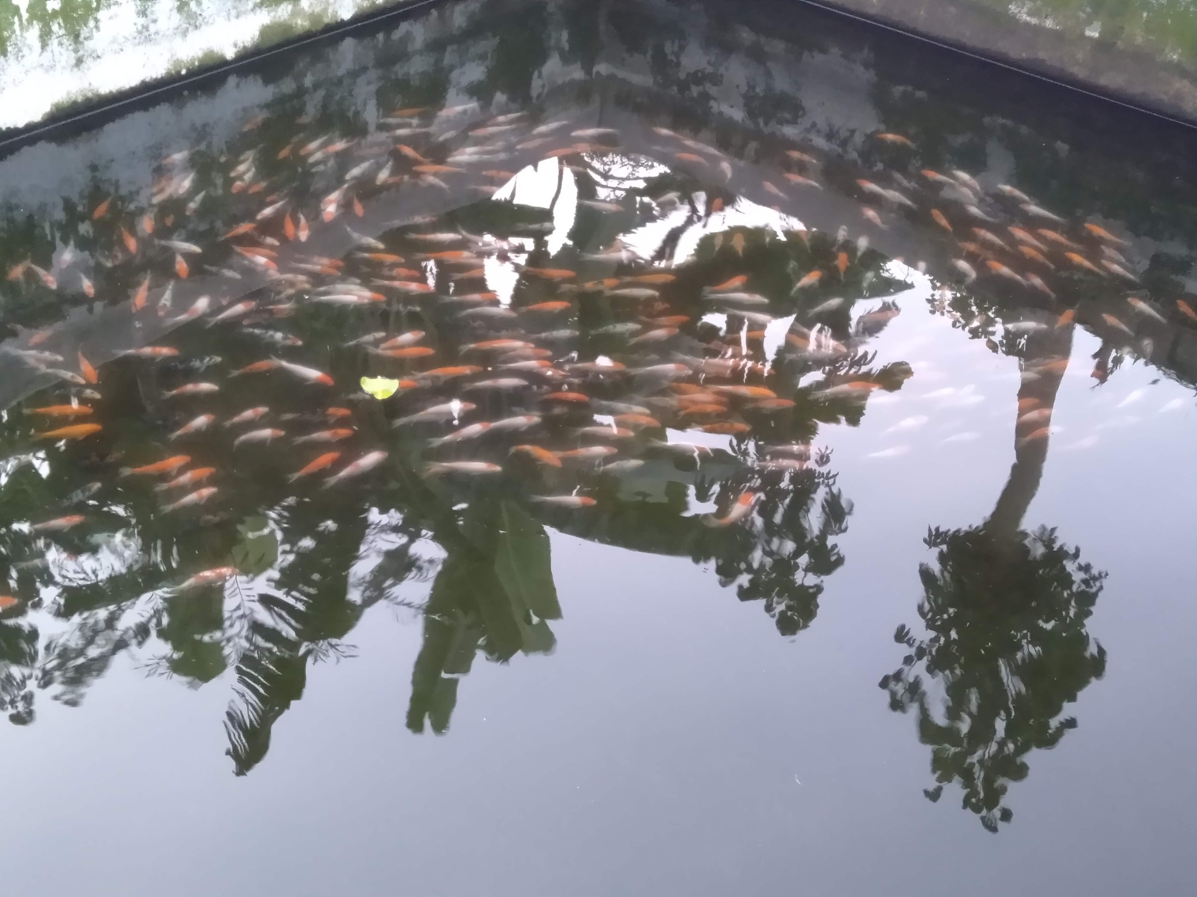 Pembesaran Koi Jember