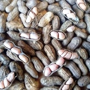 Supplier/Penjual Kacang Tanah Kulit