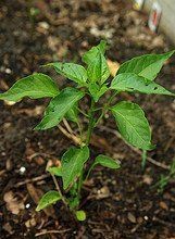 Pembibitan  tanaman sayur hortikultura