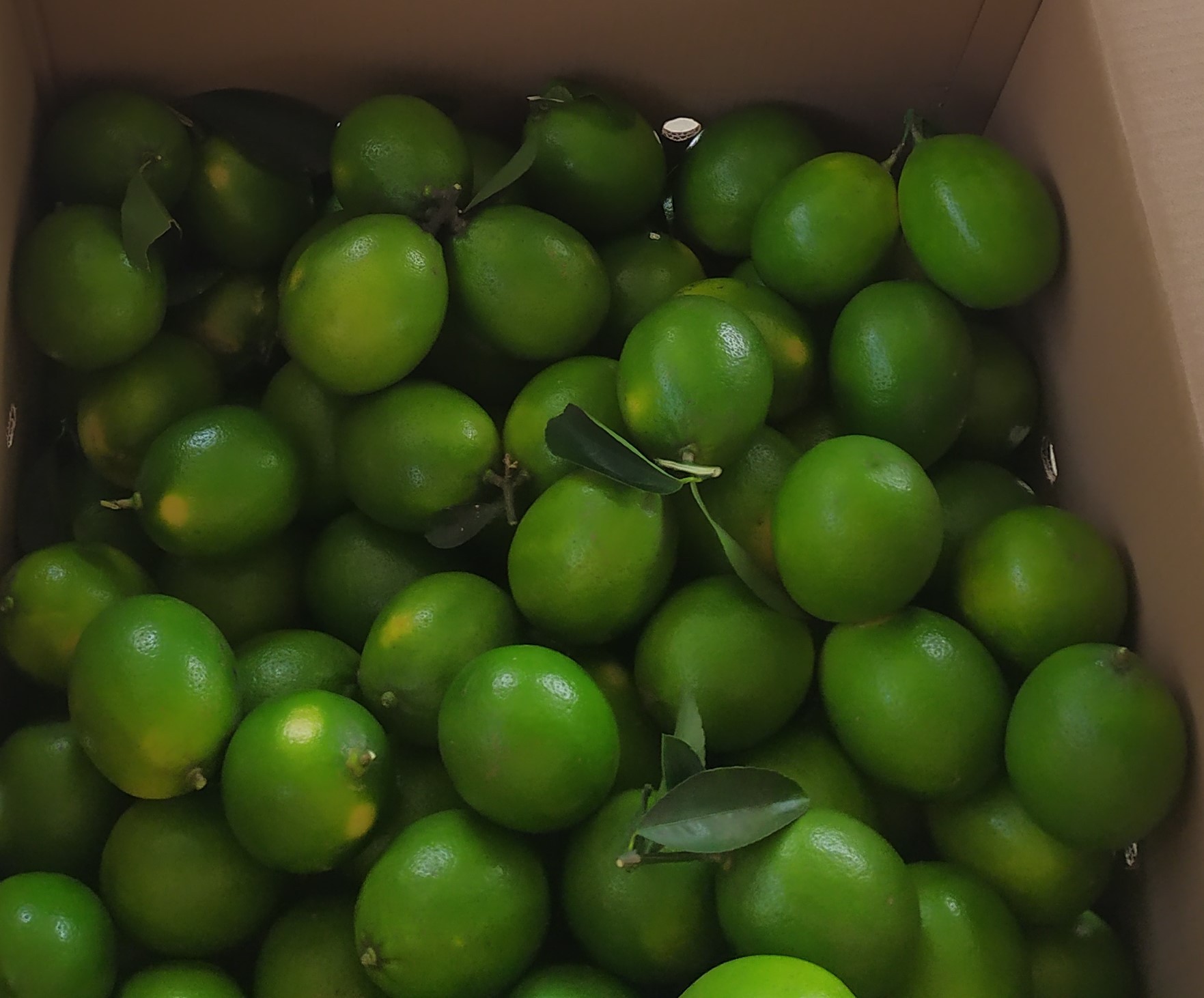 lemon hijau