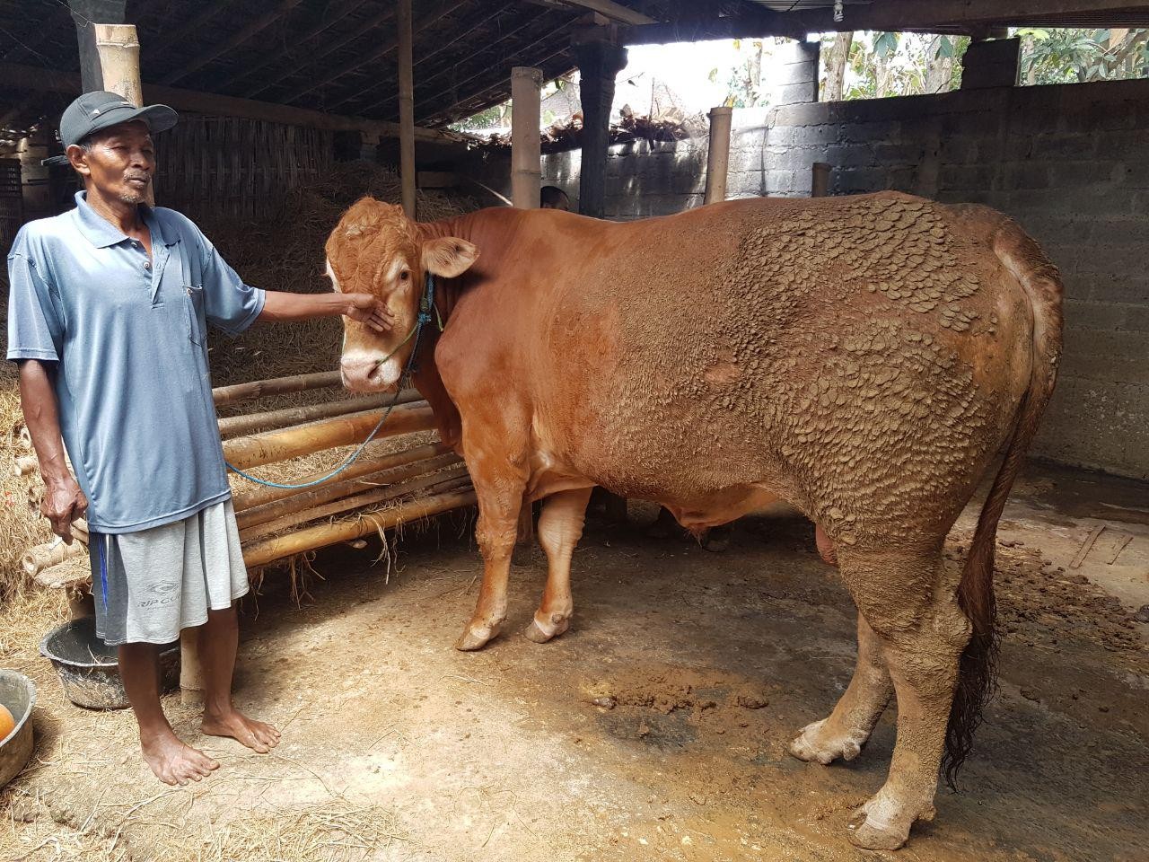 USAHA PENGGEMUKAN SAPI LIMOSIN DI SRAGEN JAWA TENGAH