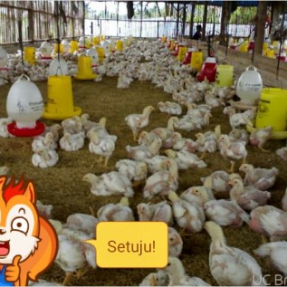 ayam potong