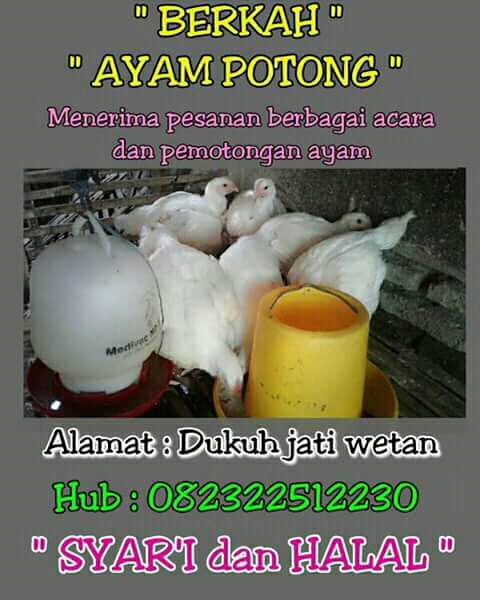 bagi hasil memasarkan ayam