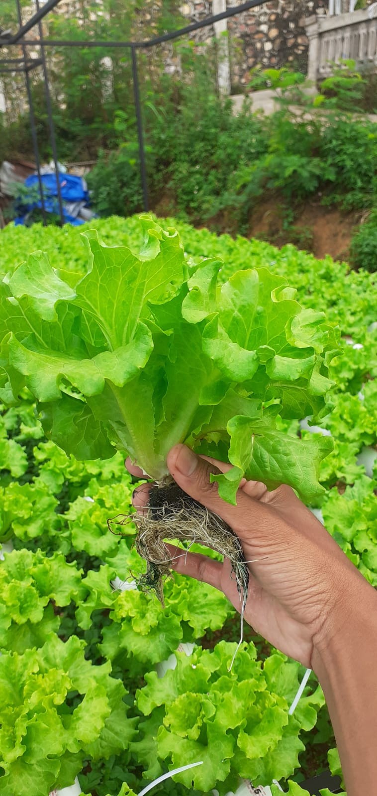 dicari pemasok sayur batam