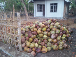 di cari pemodal untuk kelapa tua