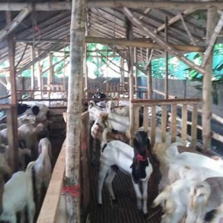 Kerjasama penggemukan domba dan kambing