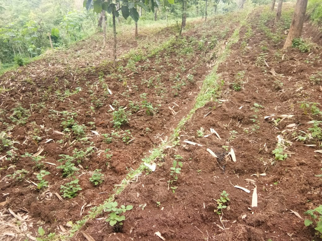 Mencari pemodal di proyek budidaya dan penyulingan Minyak Nilam