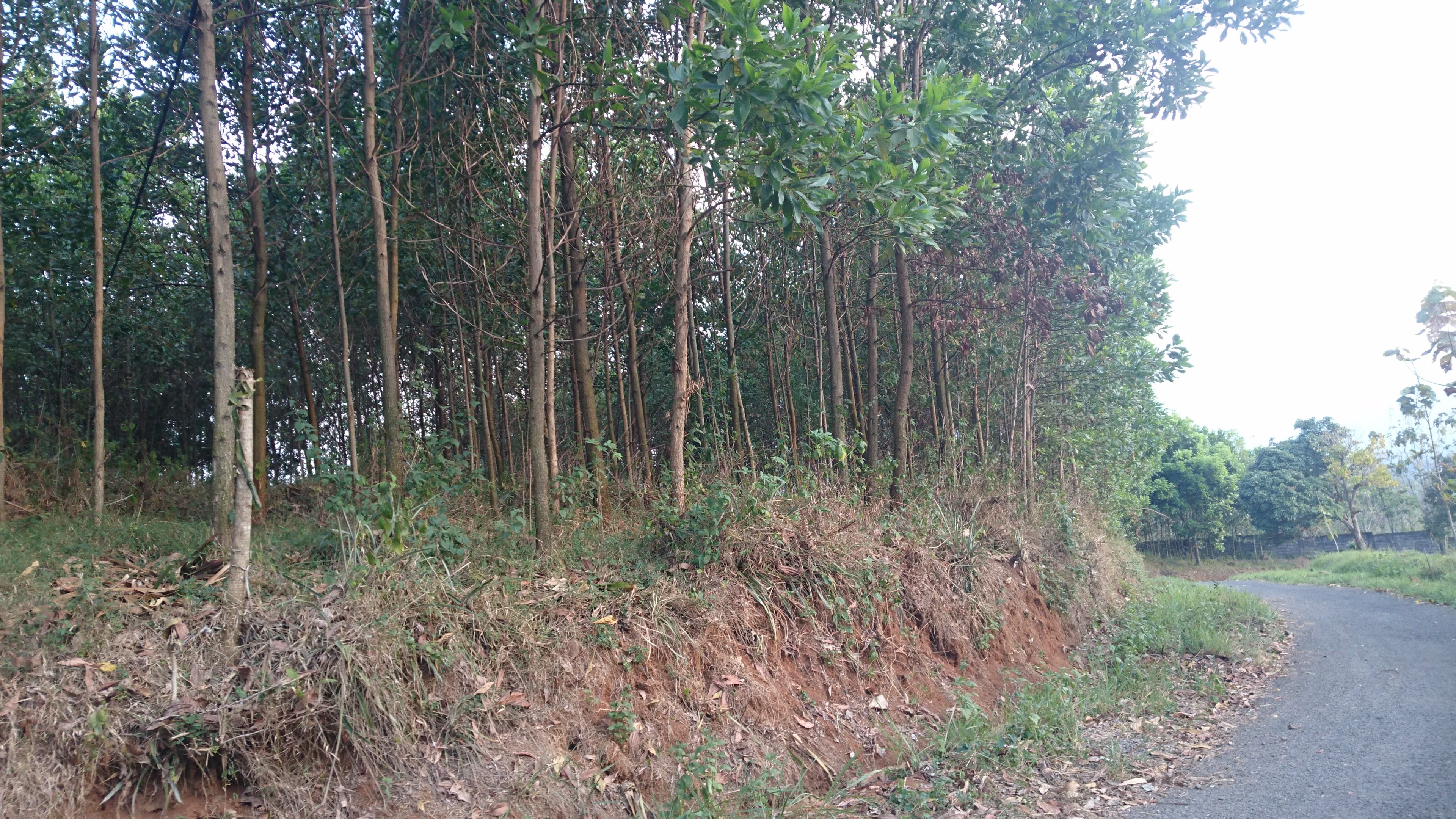 bagi hasil atau sewa lahan
