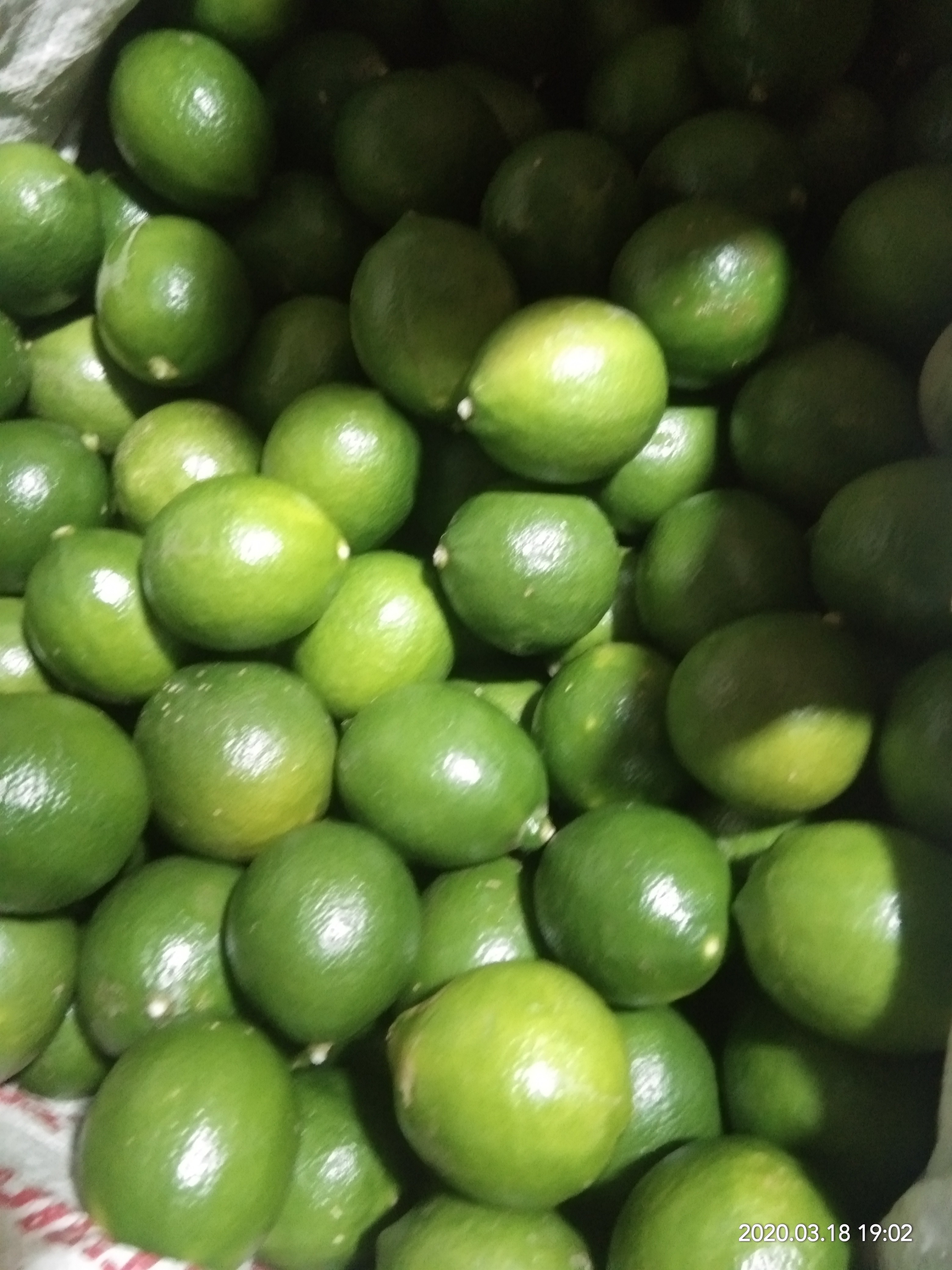 Budidaya Lemon California