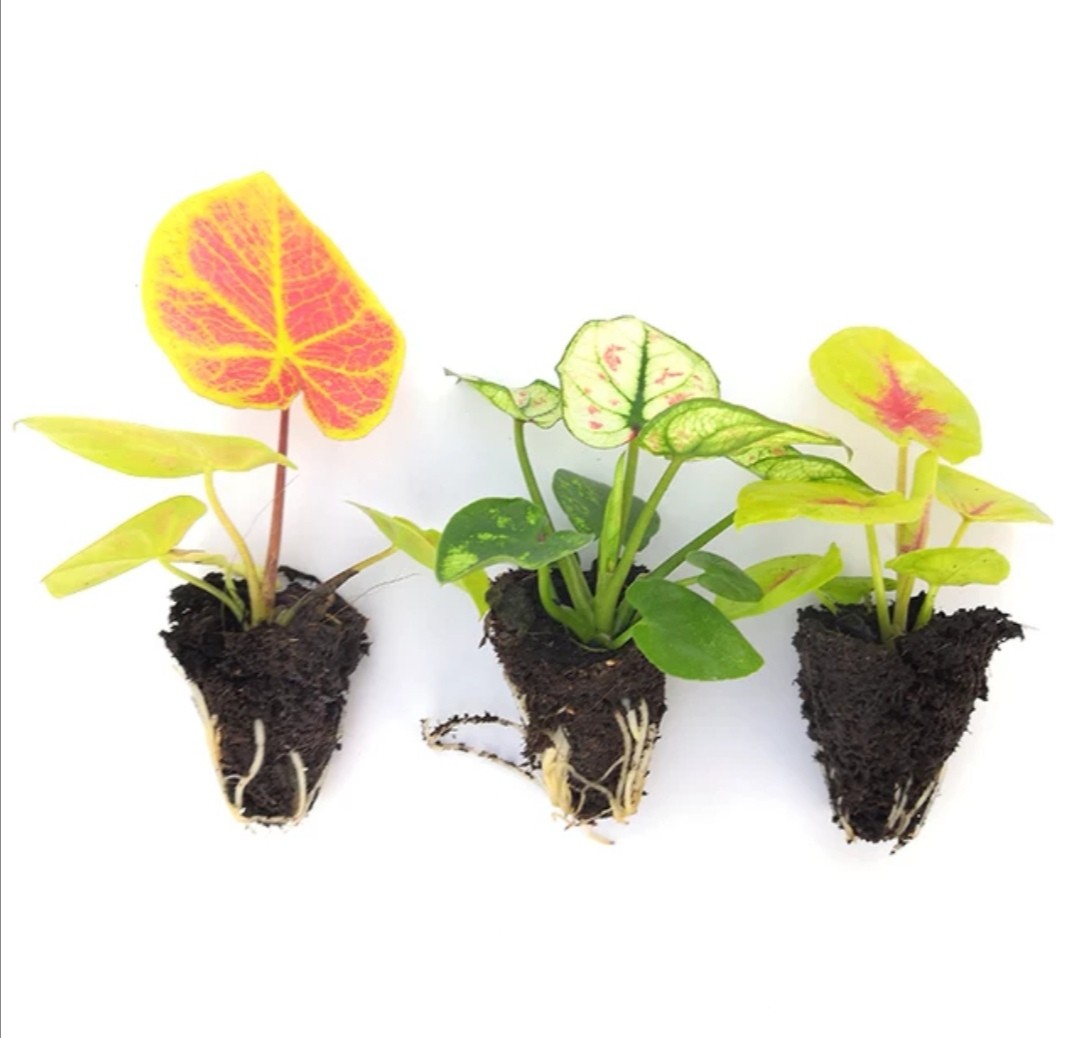 Forwarder Caladium dari China