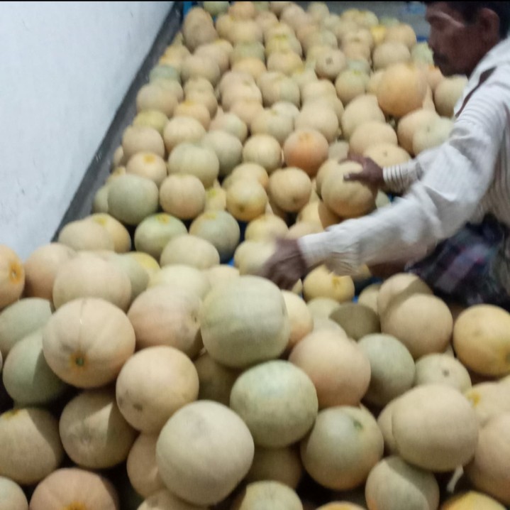 MELON KANGEAN ASLI