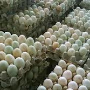 Pengadaan Telur Bebek, Telur Ayam