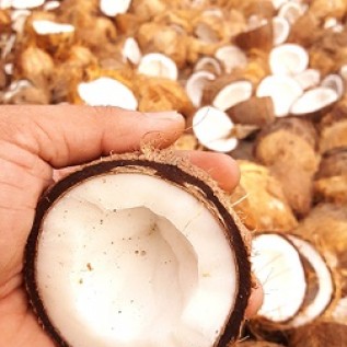 Supplier kelapa tua dari Sulawesi Tengah