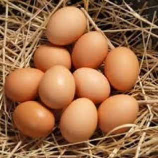 Kerjasama Suplier Telur Ayam Negeri Lokal