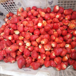 Strawberry fresh & frozen