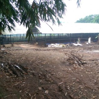 Penggemukan Sapi Potong dan Sapi Qurban Tahun 2018