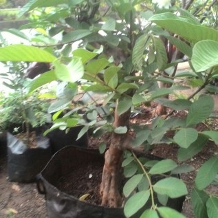 Bibit Jambu kristal