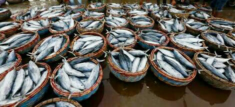 suplier ikan