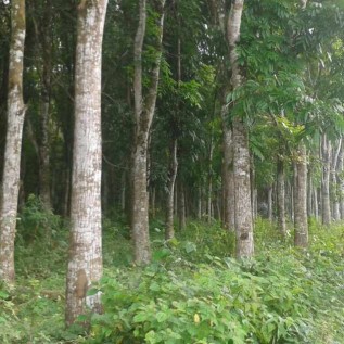tanah 80 hektar namorambe deli serdang sumatera utara