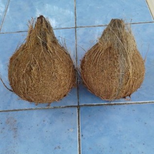 Kerja sama Kelapa Tua