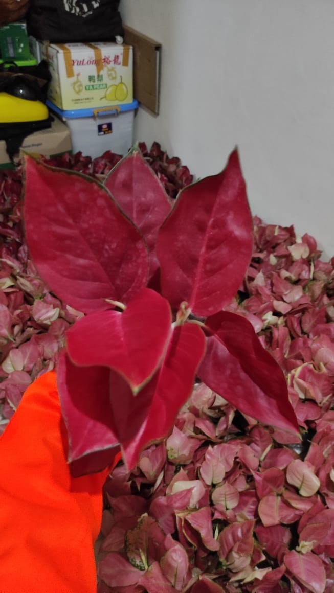 import tanaman hias Aqlaonema