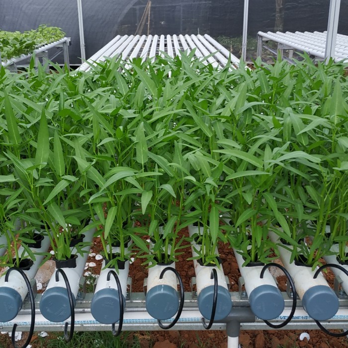 SUPPLIER & MENERIMA RESELLER SAYURAN HIDROPONIK SEGAR DOKOMERS FARM