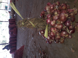 Bawang Merah