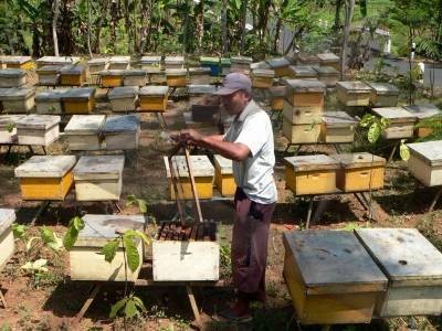 Mencari Agen untuk di setori madu dalam jumlah banyak