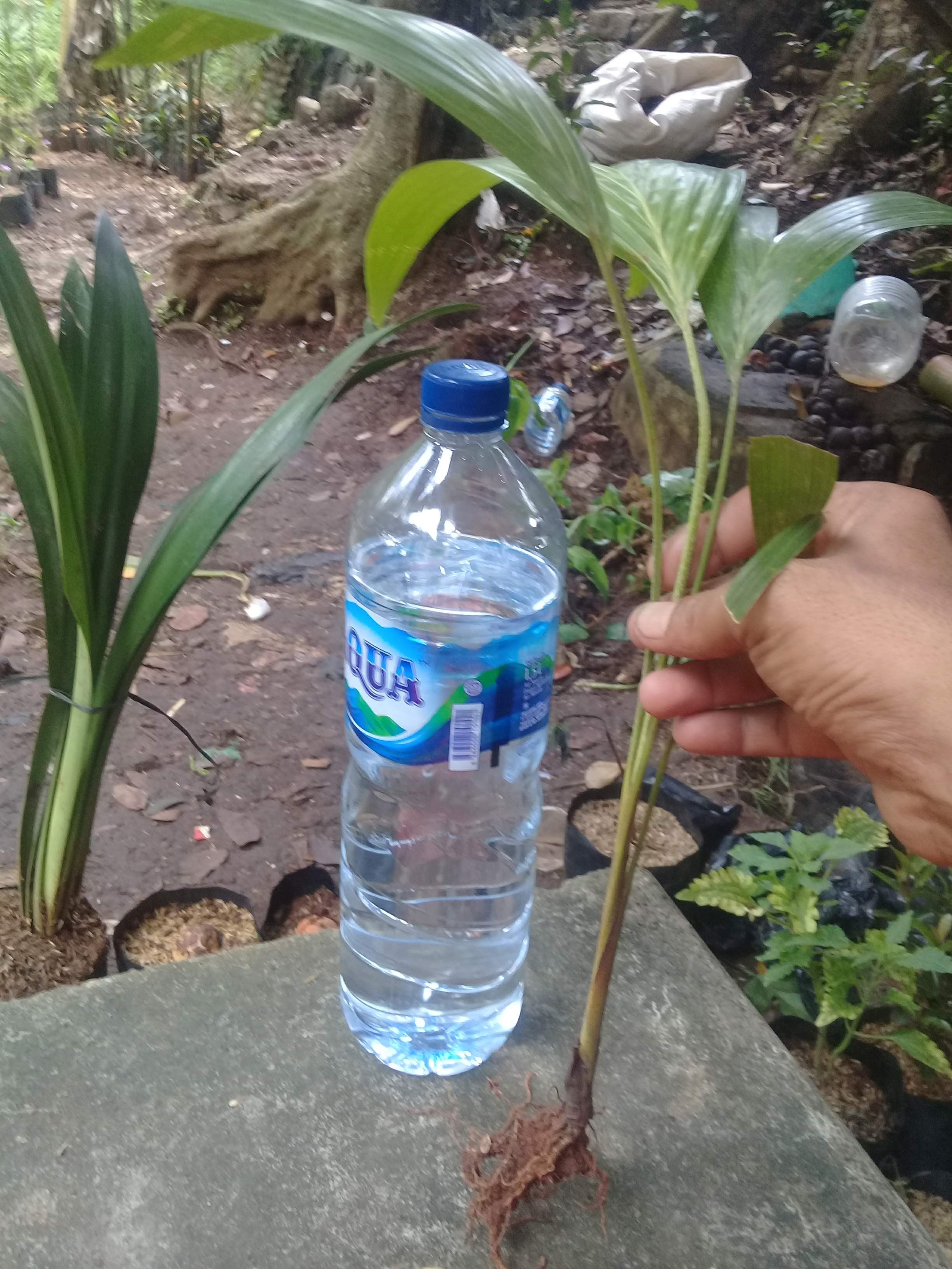 Palem Waregu