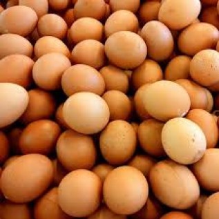 mitra bisnis telor ayam