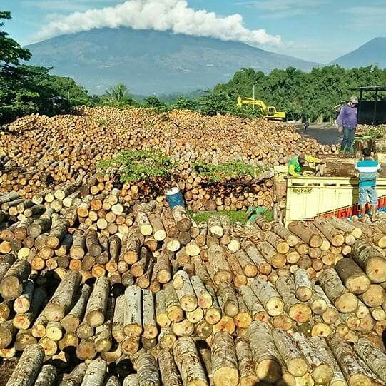 PELUANG MENJADI SUPPLIER LOG KAYU SENGON/ALBASIA DAN LOG KAYU JABON