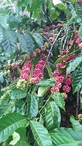KOPI SEKO