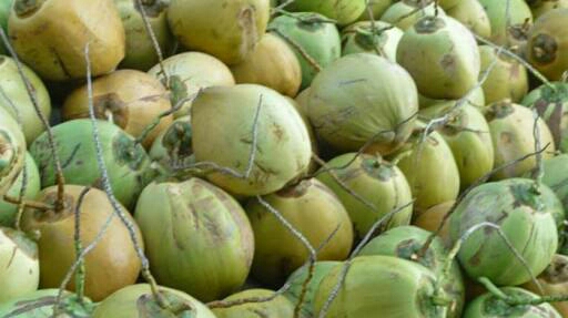 Cari investor untuk buah kelapa