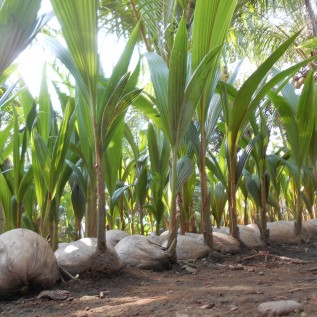 Kerjasama Petani, Koperasi, Kelompok Tani Kelapa Tua