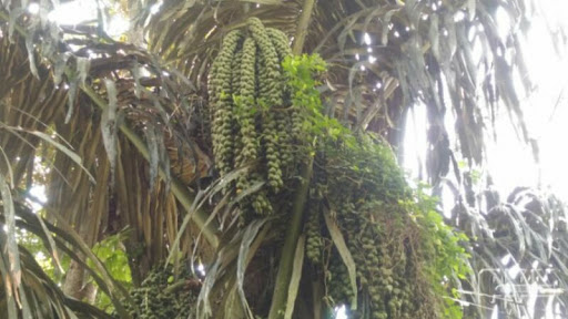 cari penadah buah kolang kaling.(blm terolah)