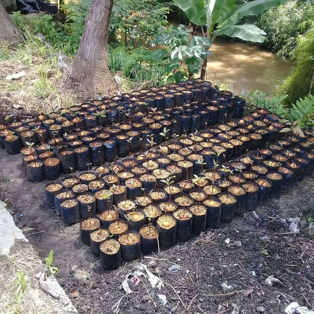 Jual Seedling Alpukat