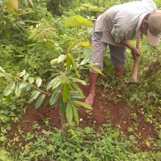Kerjasama Budidaya Durian Musangking