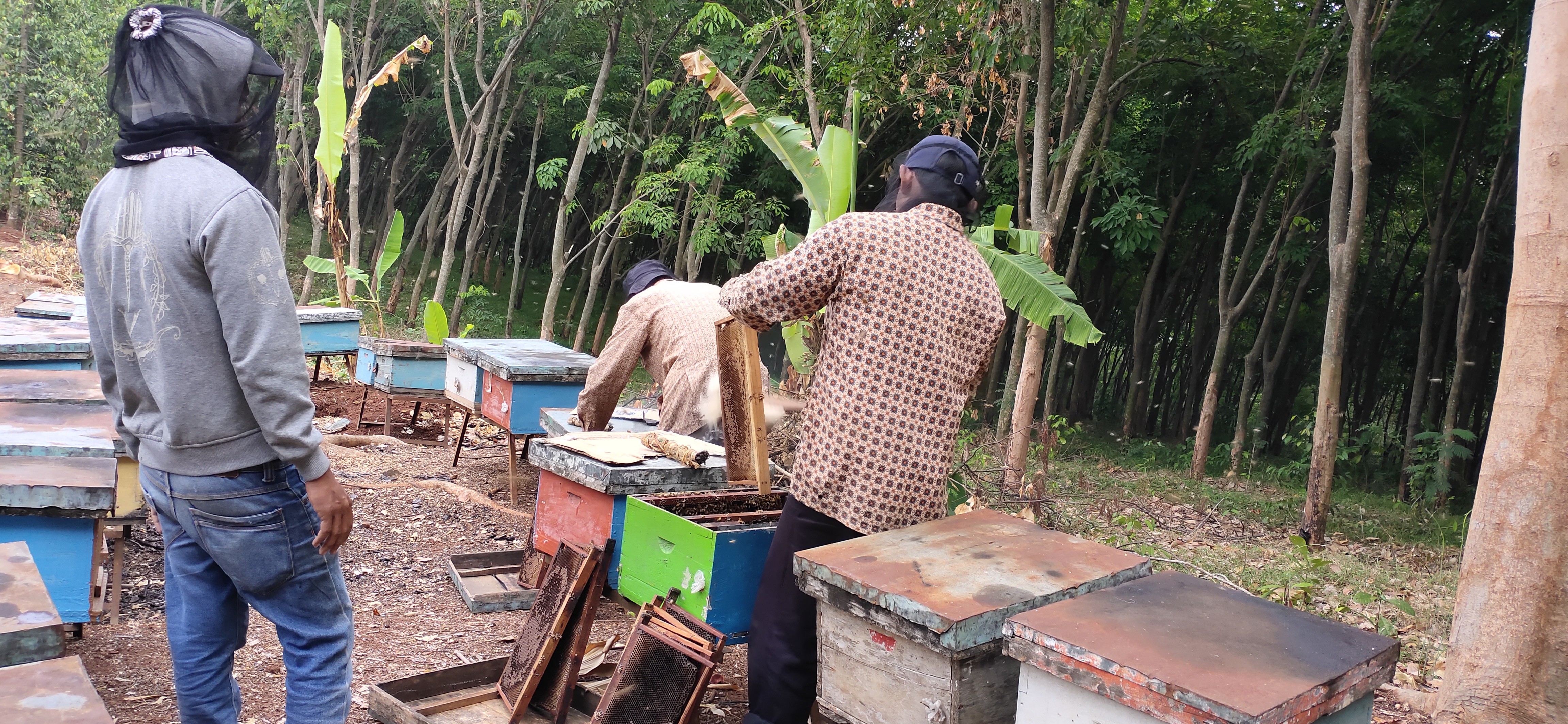MADU MURNI