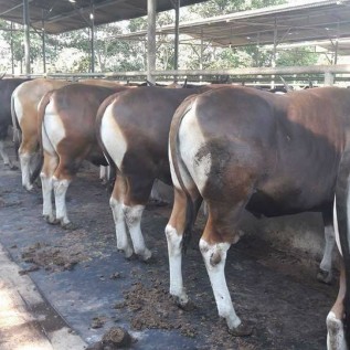 DAGING SAPI BALI / LOKAL 